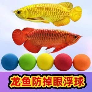 龍魚掉眼乒乓球有用嗎