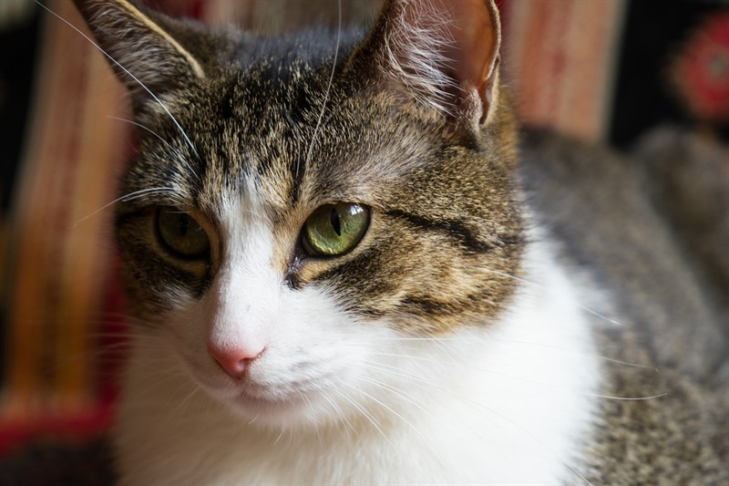 小虎魚的喂食注意什么？ 小虎魚的喂食注意什么？ 虎魚百科 第2張