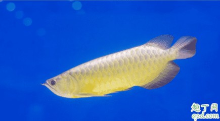 龍魚(yú)為什么好養(yǎng)活一點(diǎn)的魚(yú)呢 龍魚(yú)為什么好養(yǎng)活一點(diǎn)的魚(yú)呢 龍魚(yú)百科 第1張