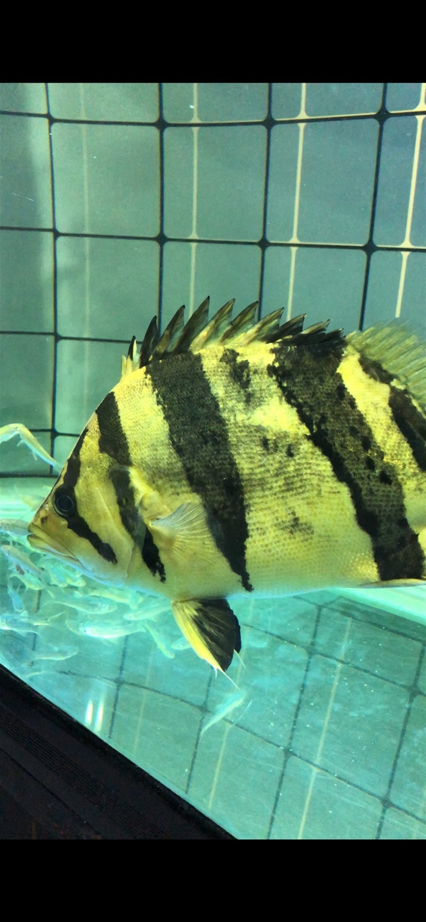 早打卡虎魚(yú)