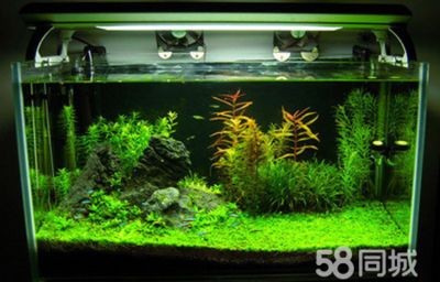 養觀賞魚缸水草需要注意的幾個方面：養觀賞魚缸水草需要注意以下幾個方面