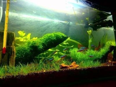 養觀賞魚缸水草需要注意的幾個方面：養觀賞魚缸水草需要注意以下幾個方面