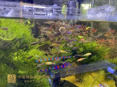 養觀賞魚缸水草需要注意的幾個方面：養觀賞魚缸水草需要注意以下幾個方面