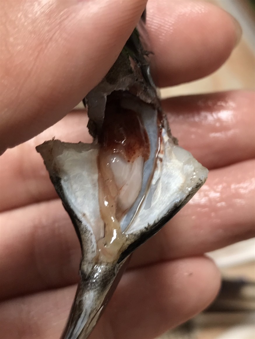 虎魚昨天剛到家今早突然暴斃