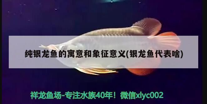 純銀龍魚的寓意和象征意義(銀龍魚代表啥) 純銀龍魚的寓意和象征意義(銀龍魚代表啥) 銀龍魚百科