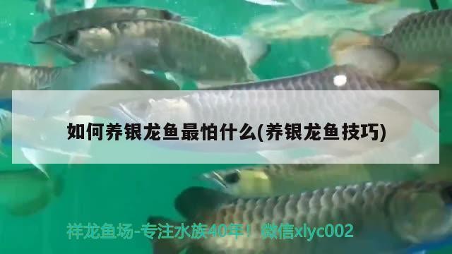 如何養(yǎng)銀龍魚最怕什么(養(yǎng)銀龍魚技巧)