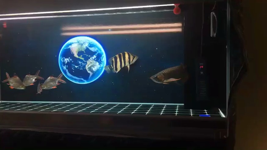 虎魚第一天很活躍第二天不動