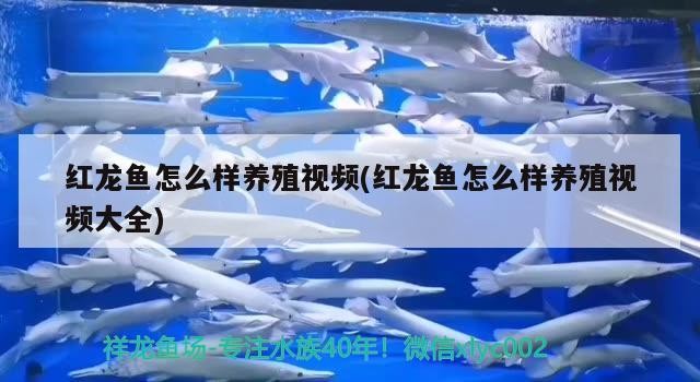 鰻鰕虎魚有毒嗎（紅狼牙鰕虎魚有毒嗎）