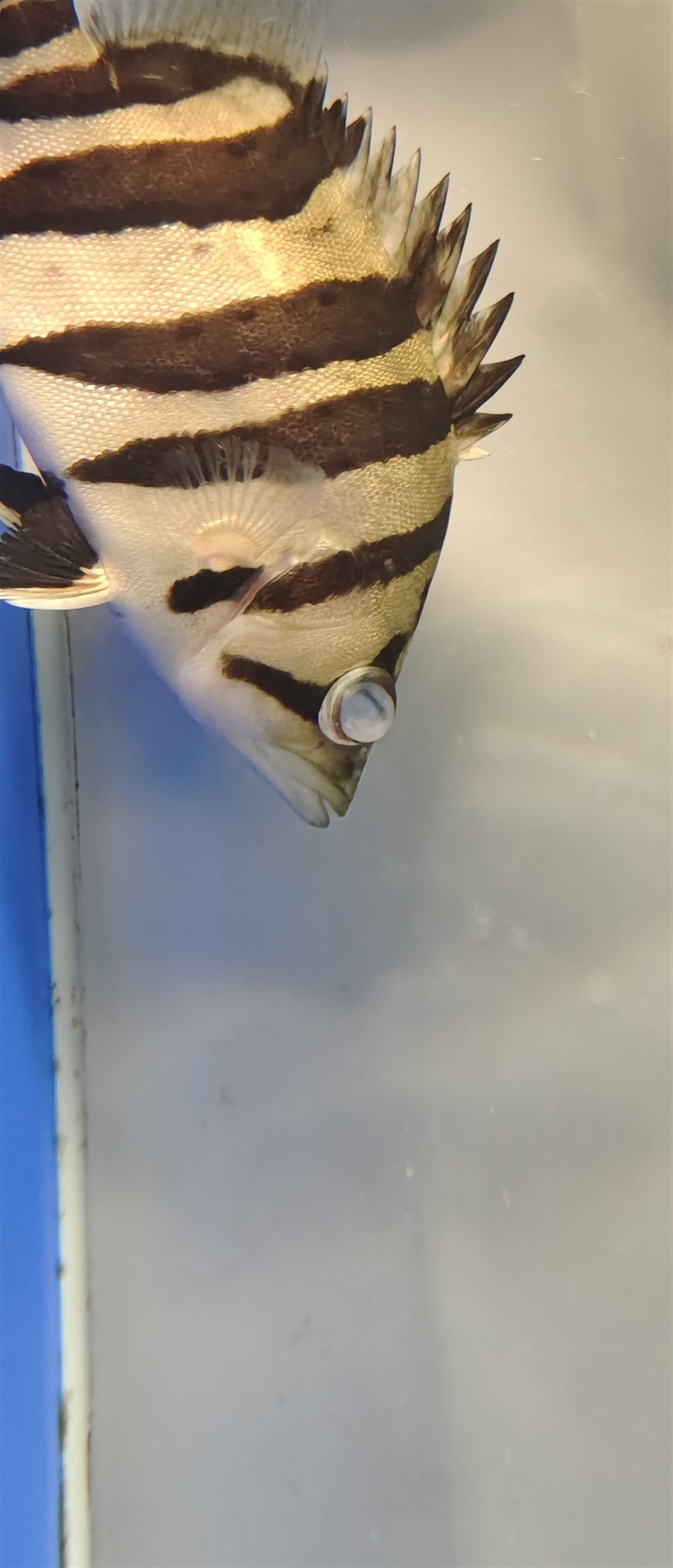 虎魚眼大泡蒙眼 虎魚眼大泡蒙眼 虎魚百科