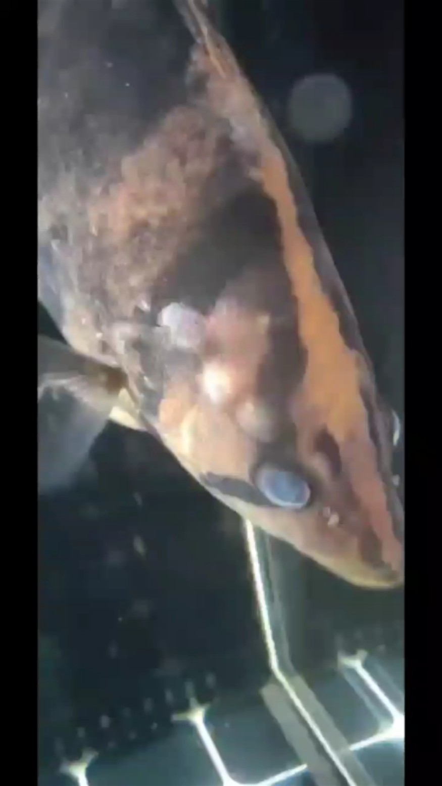 大神過來看看虎魚長了幾個泡 大神過來看看虎魚長了幾個泡 虎魚百科