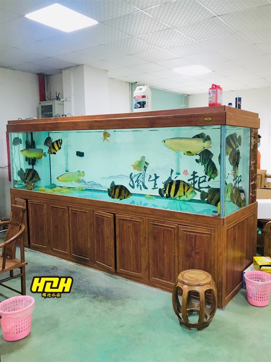 早安賞· 百萬虎魚3米66戰斗系統