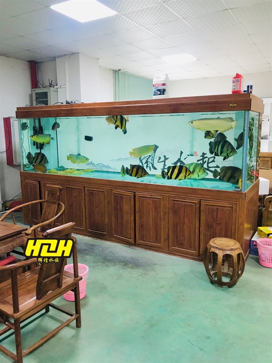 早安賞· 百萬虎魚3米66戰斗系統