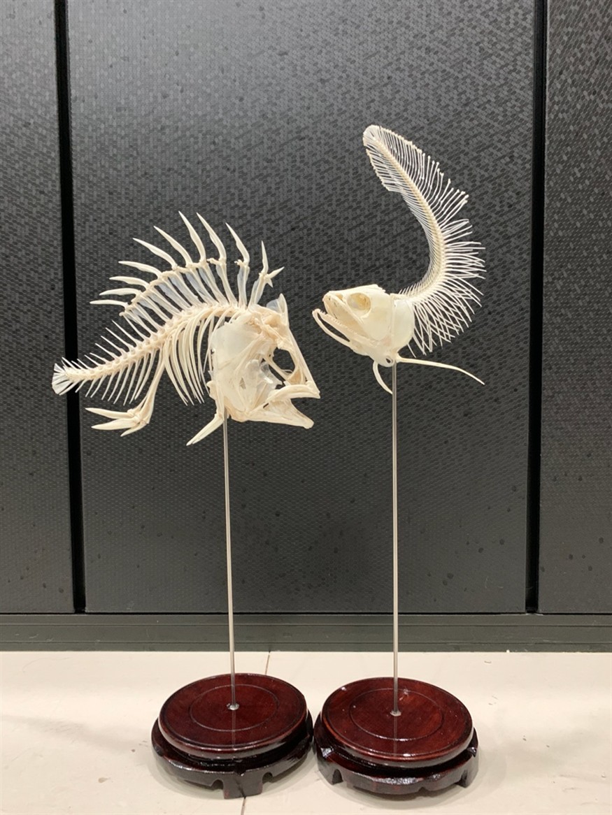 龍魚虎魚骨骼標(biāo)本