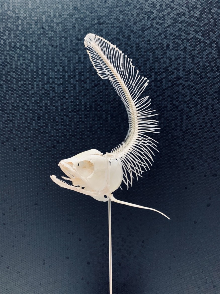 龍魚虎魚骨骼標(biāo)本