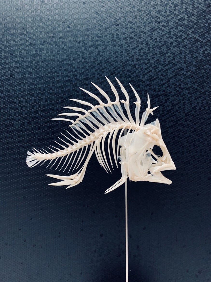 龍魚虎魚骨骼標(biāo)本