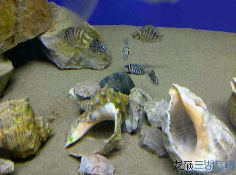 剛養(yǎng)虎時(shí)間不長請(qǐng)教各位魚友水溫30度可以嗎