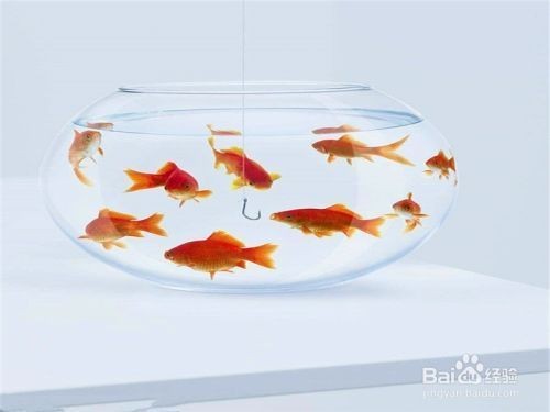 連云港水景記商貿(mào)有限公司(連云港水景記商貿(mào)有限公司怎么樣) 全國(guó)水族館企業(yè)名錄 第1張 連云港水景記商貿(mào)有限公司(連云港水景記商貿(mào)有限公司怎么樣) 連云港水景記商貿(mào)有限公司(連云港水景記商貿(mào)有限公司怎么樣) 全國(guó)水族館企業(yè)名錄 第1張