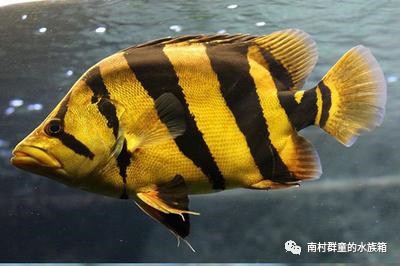 虎魚的基本介紹