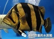 虎魚的基本介紹