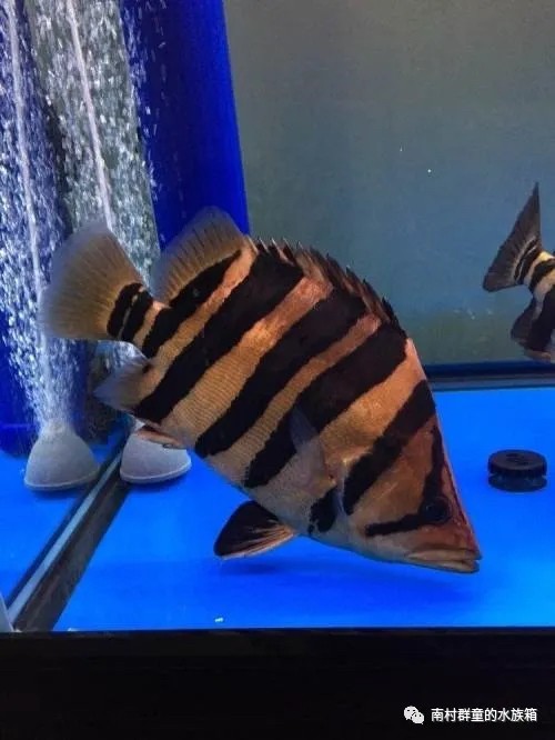 虎魚的基本介紹
