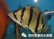 虎魚的基本介紹