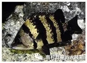 虎魚的基本介紹