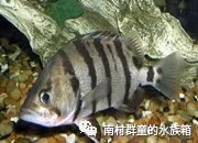 虎魚的基本介紹