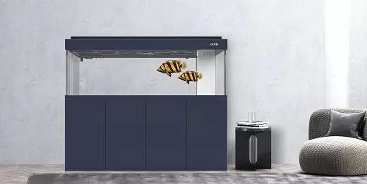 龍?zhí)缎卤鴮I(yè)虎魚缸 虎魚百科 第3張 龍?zhí)缎卤鴮I(yè)虎魚缸 龍?zhí)缎卤鴮I(yè)虎魚缸 虎魚百科 第3張