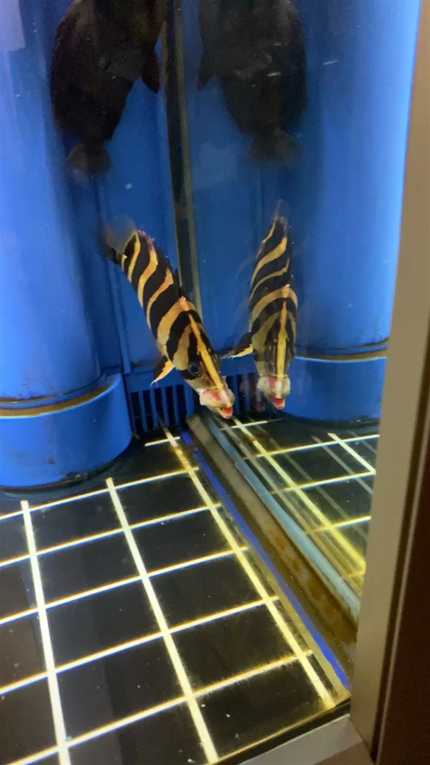 虎魚能吃啊 虎魚能吃啊 虎魚百科