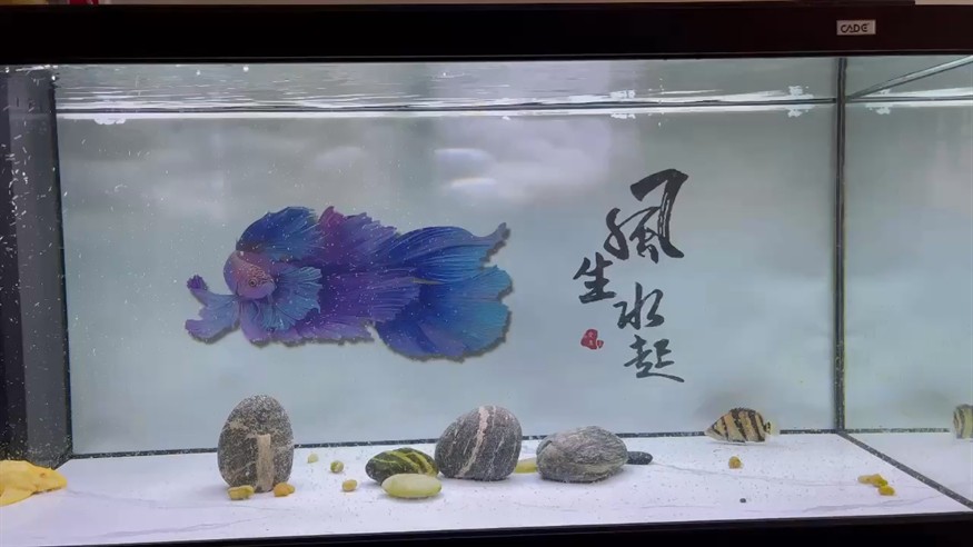 龍魚出了 換了白底養(yǎng)虎