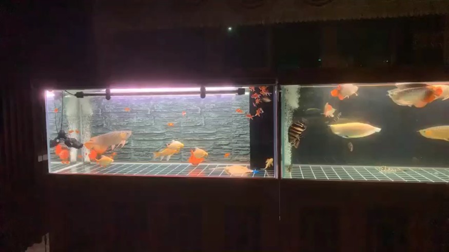 群龍群虎36米魚缸混養 群龍群虎36米魚缸混養 虎魚百科