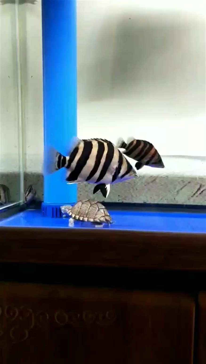 虎魚怎么才能養肥養成豬 虎魚怎么才能養肥養成豬 虎魚百科