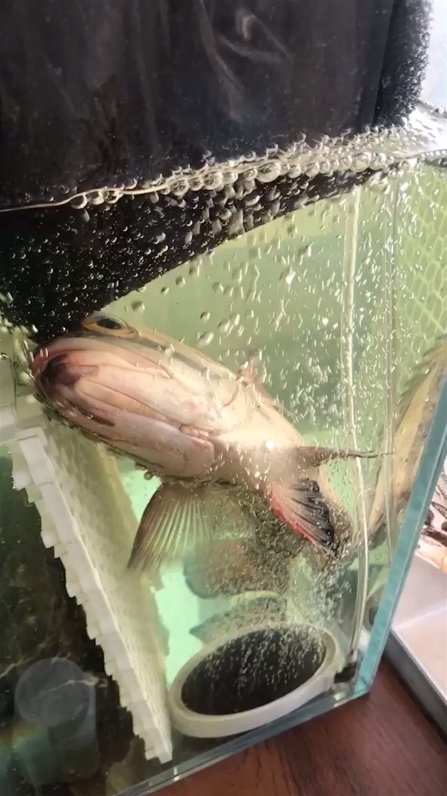 求助 這虎魚怎么了