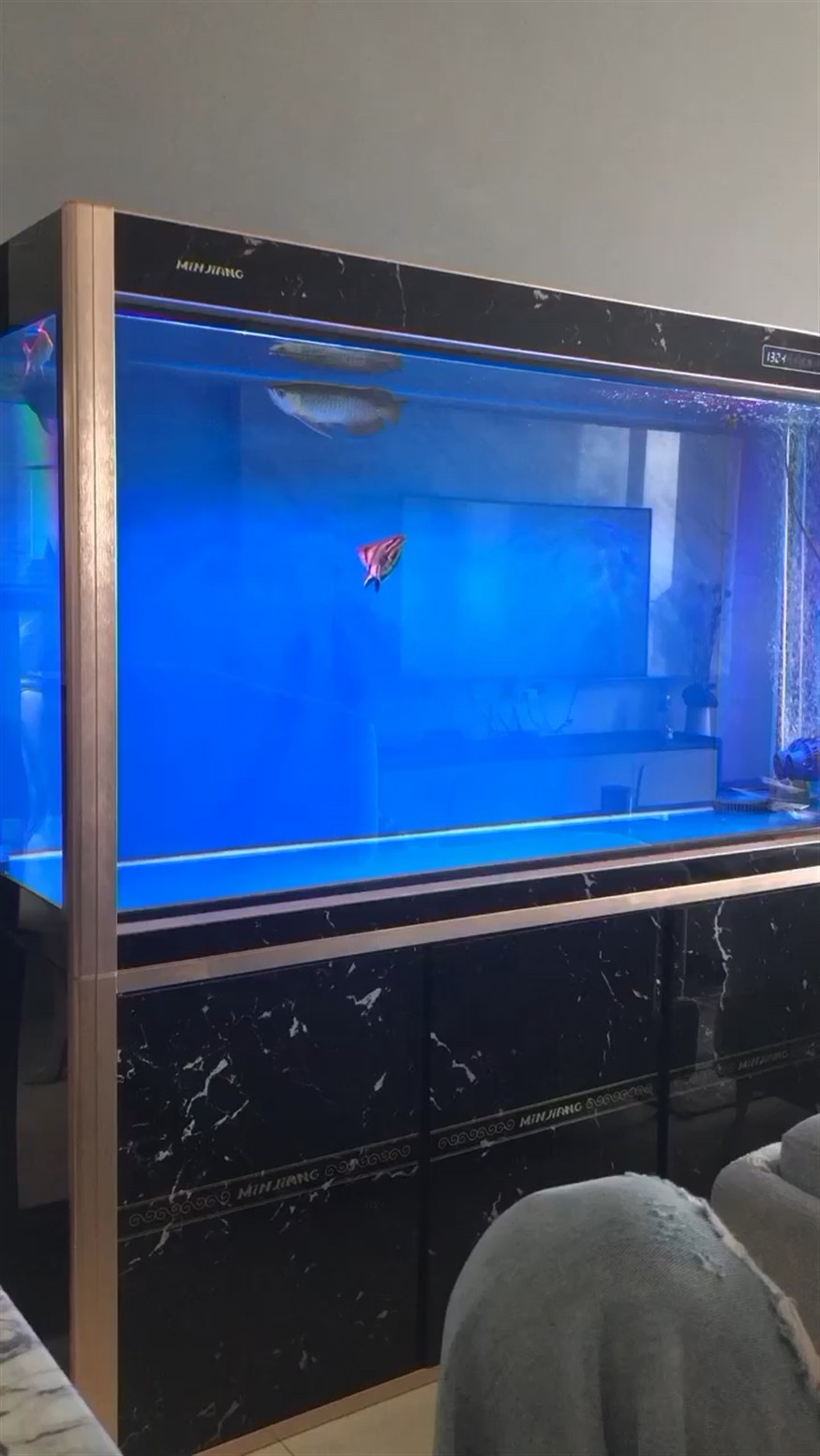 虎魚對(duì)泰國(guó)情有獨(dú)鐘