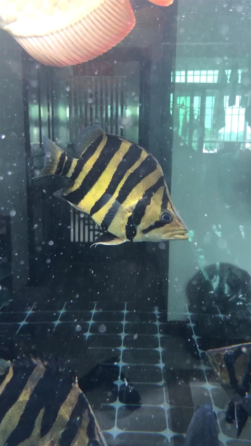 越長大越孤單虎魚圈 越長大越孤單虎魚圈 虎魚百科