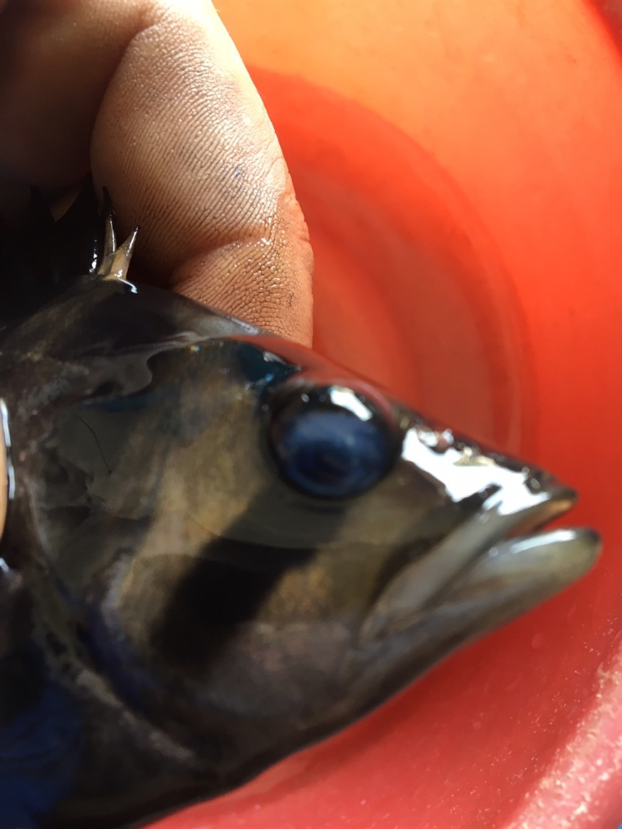 虎魚蒙眼求助 虎魚百科 第4張 虎魚蒙眼求助 虎魚蒙眼求助 虎魚百科 第4張