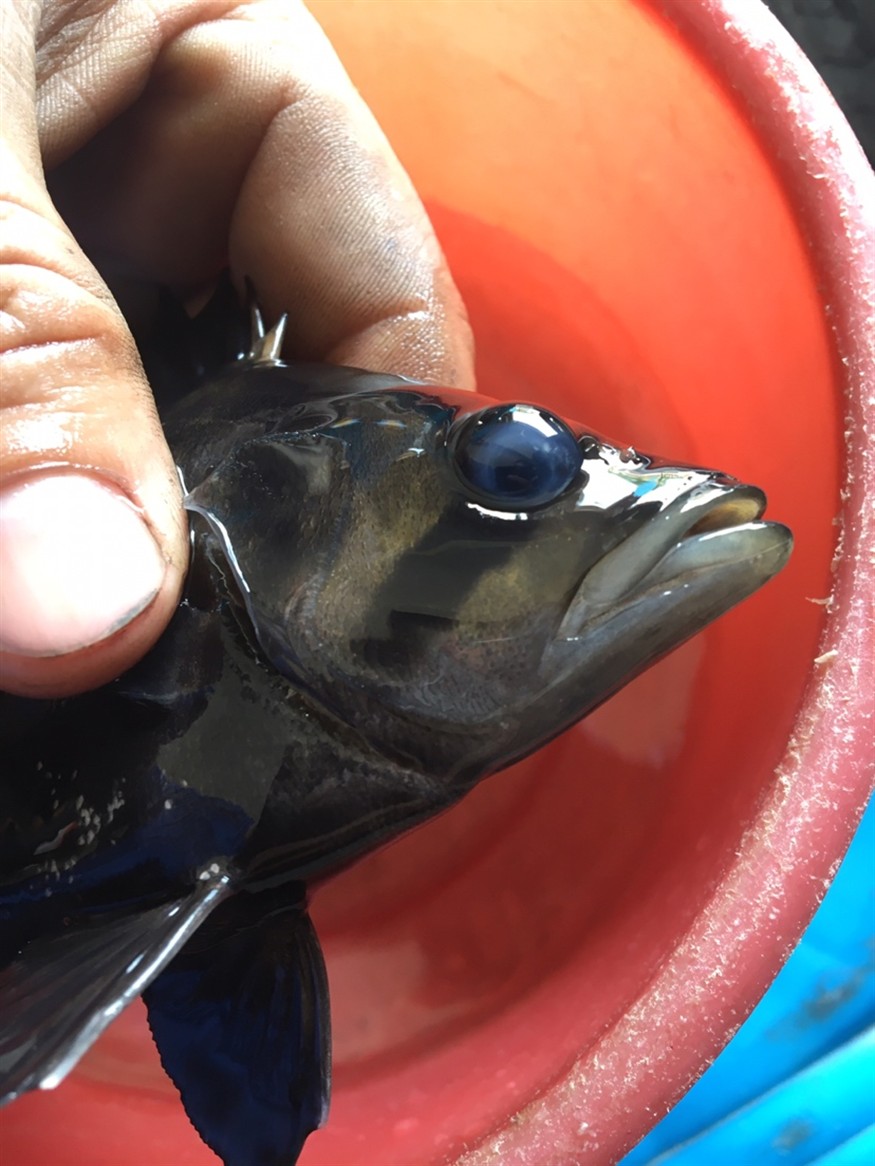 虎魚蒙眼求助 虎魚百科 第3張 虎魚蒙眼求助 虎魚蒙眼求助 虎魚百科 第3張