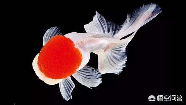 ∨C ∨C 銀龍魚百科