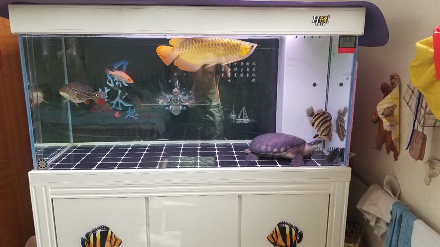 求助換了個背景感覺虎魚變傻了