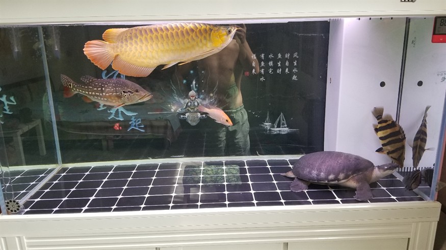 求助換了個背景感覺虎魚變傻了
