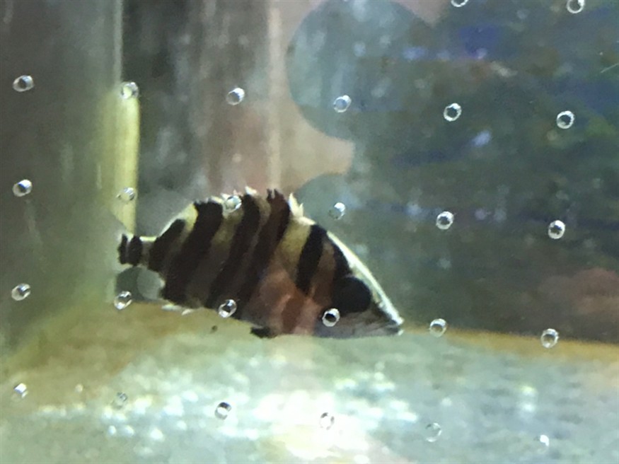入缸兩個星期的虎魚求救