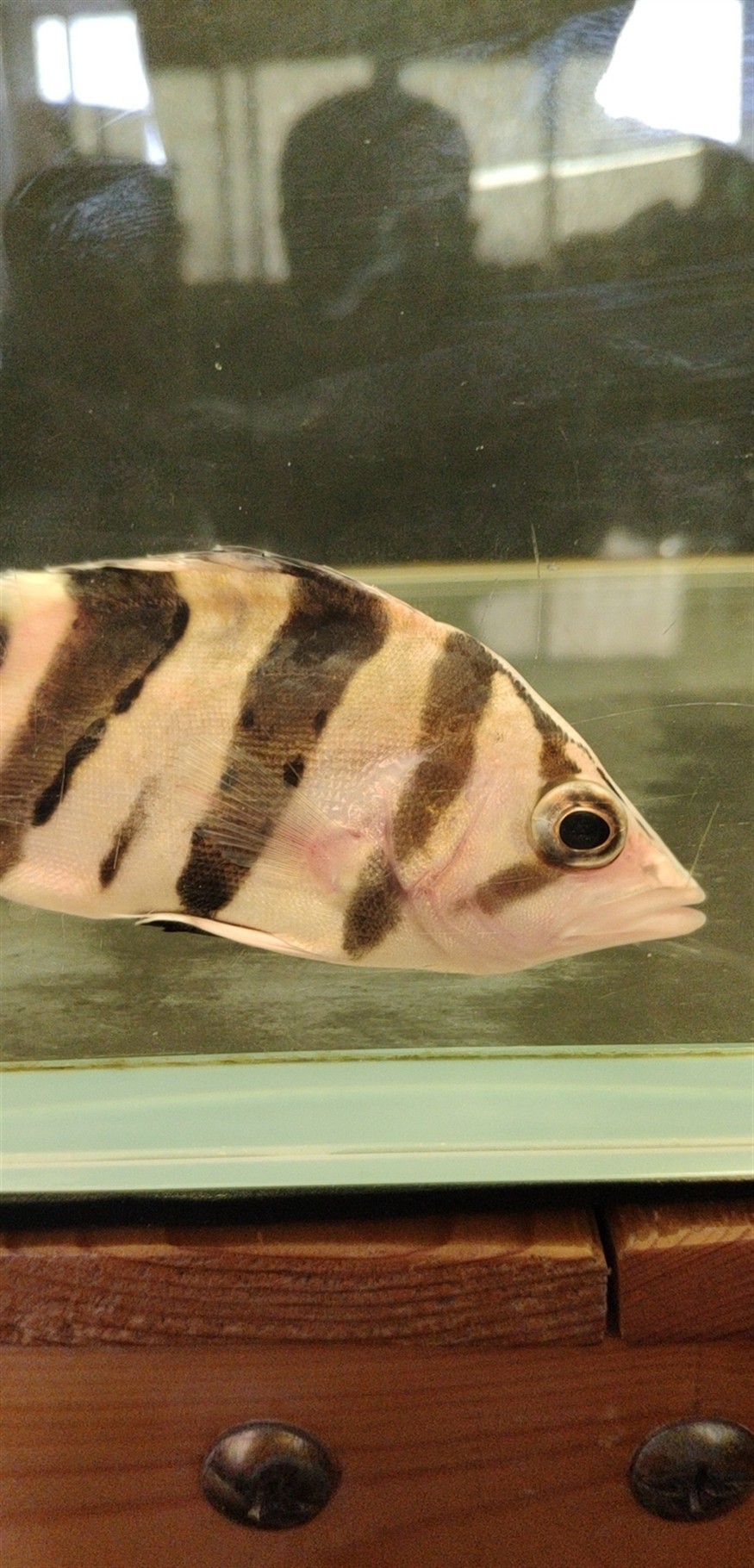 大家幫忙看看這條虎魚怎么了？ 大家幫忙看看這條虎魚怎么了？ 虎魚百科