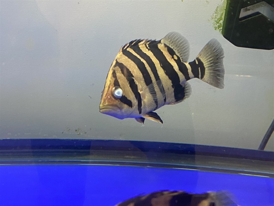 養了三年的虎魚突然白眼怎么救？ 養了三年的虎魚突然白眼怎么救？ 虎魚百科