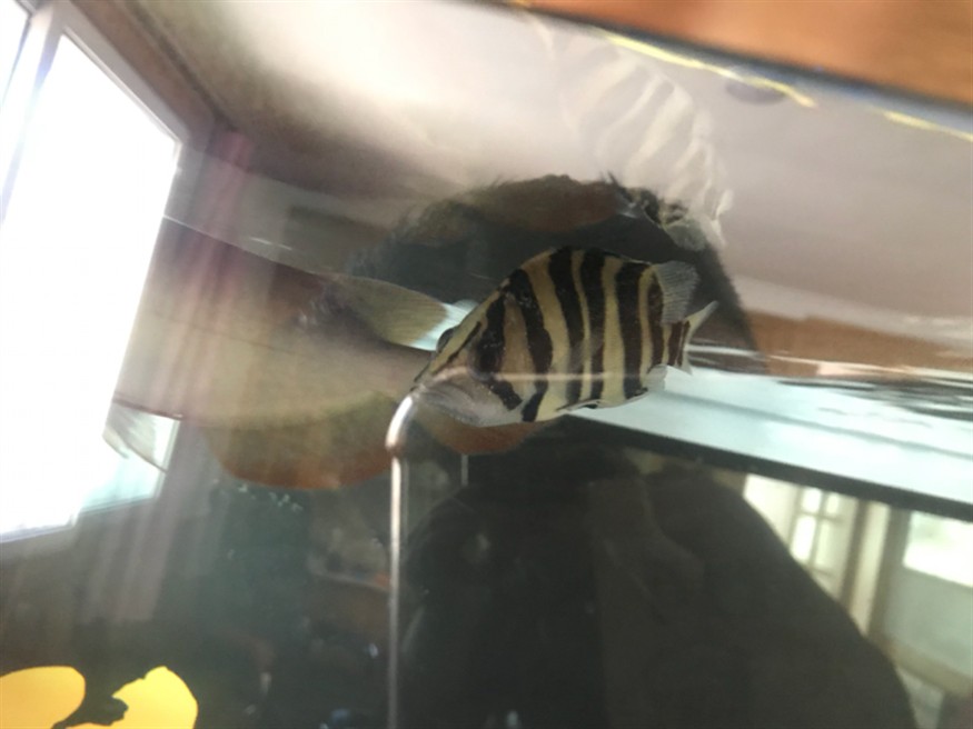 虎魚白點病怎么辦