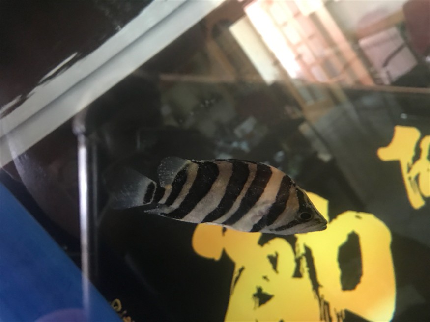虎魚白點病怎么辦