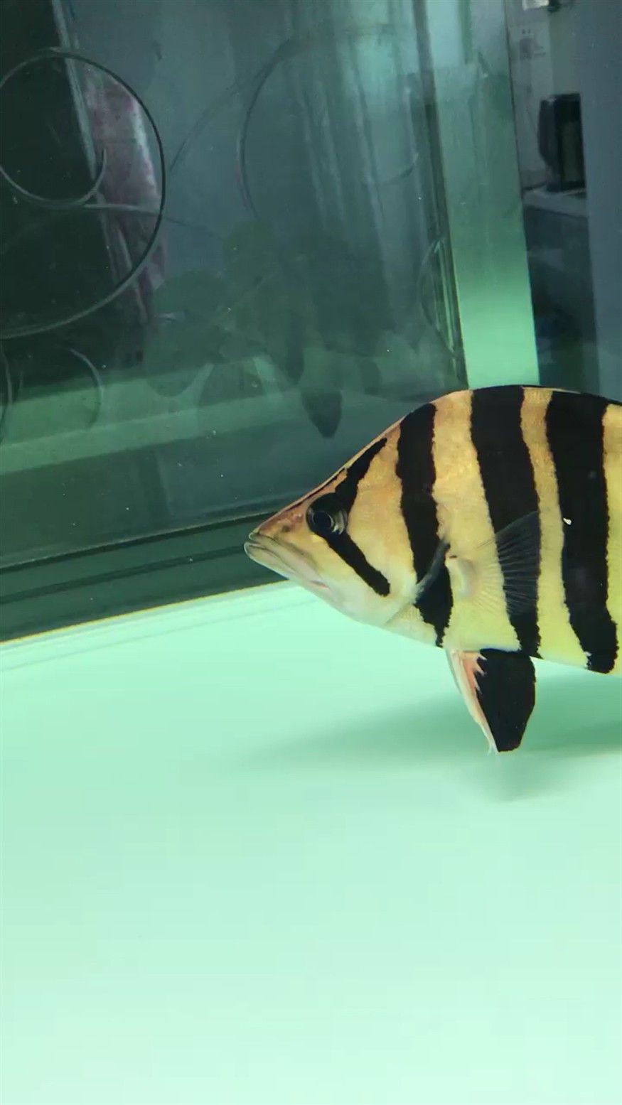 一直明下去虎魚 一直明下去虎魚 虎魚百科