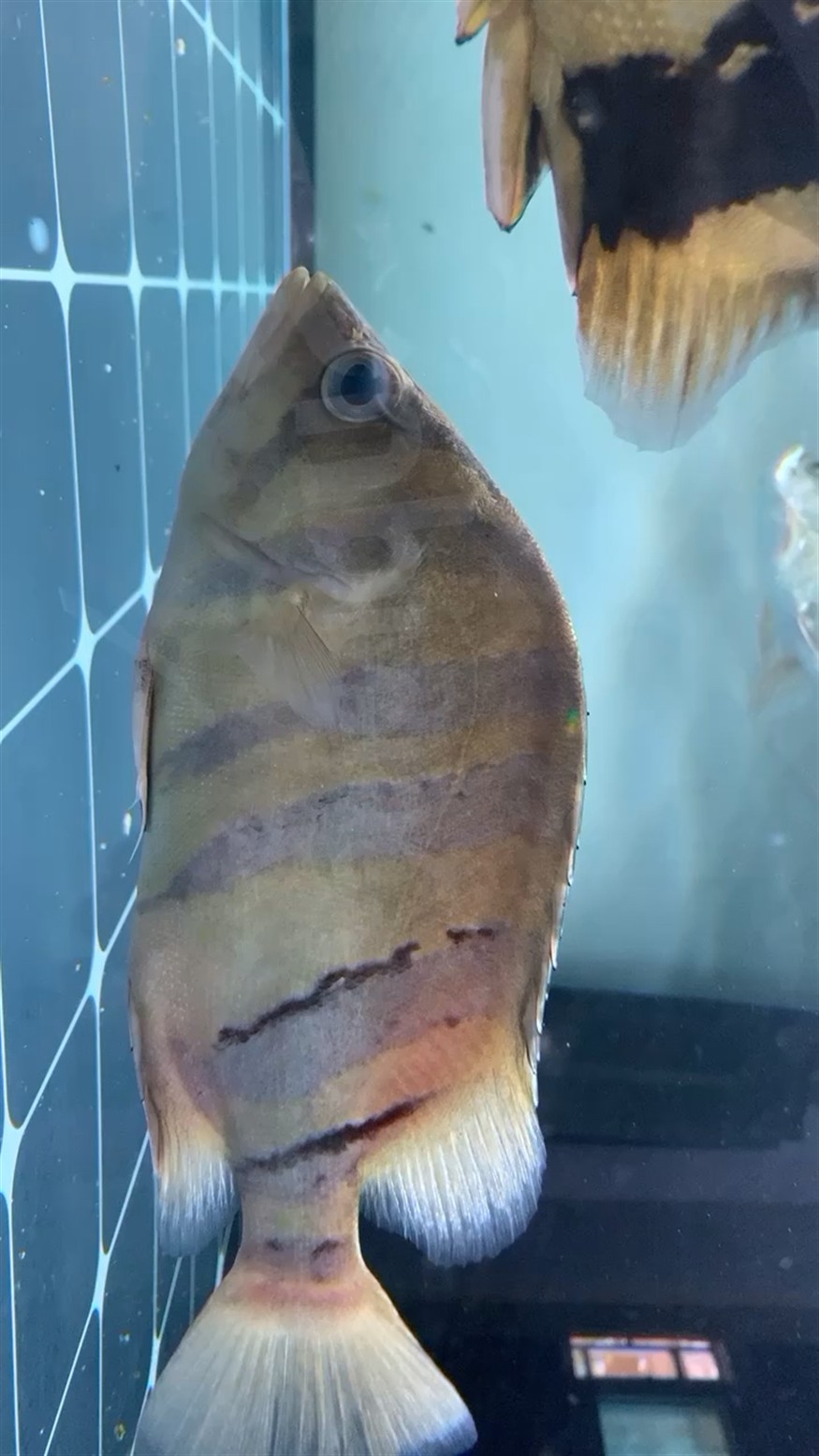 蜈蚣投喂頻率可以調(diào)整嗎，關(guān)于蜈蚣的投喂頻率問題 蜈蚣投喂頻率可以調(diào)整嗎，關(guān)于蜈蚣的投喂頻率問題 龍魚百科 第1張