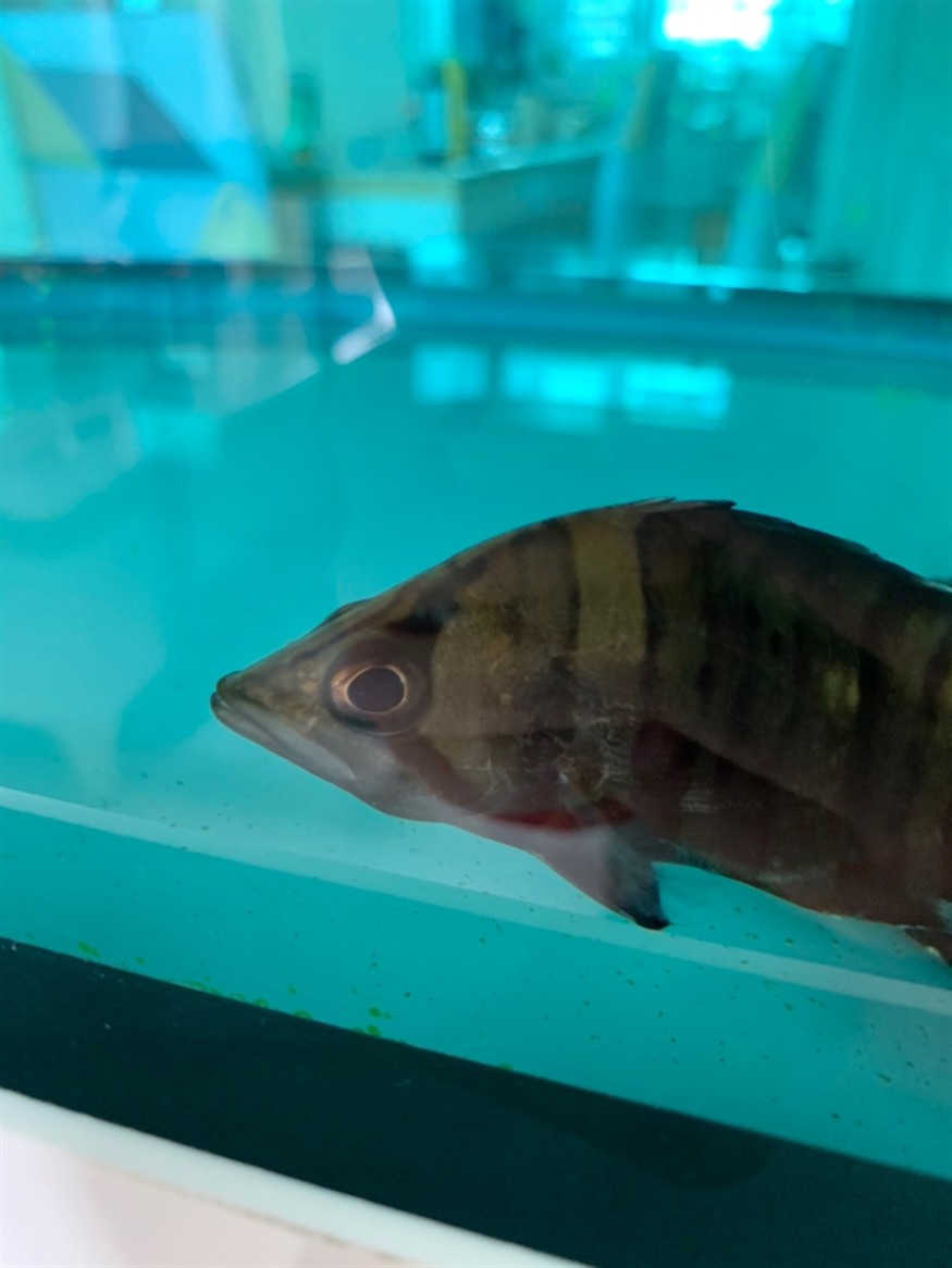 虎魚是怎么了？