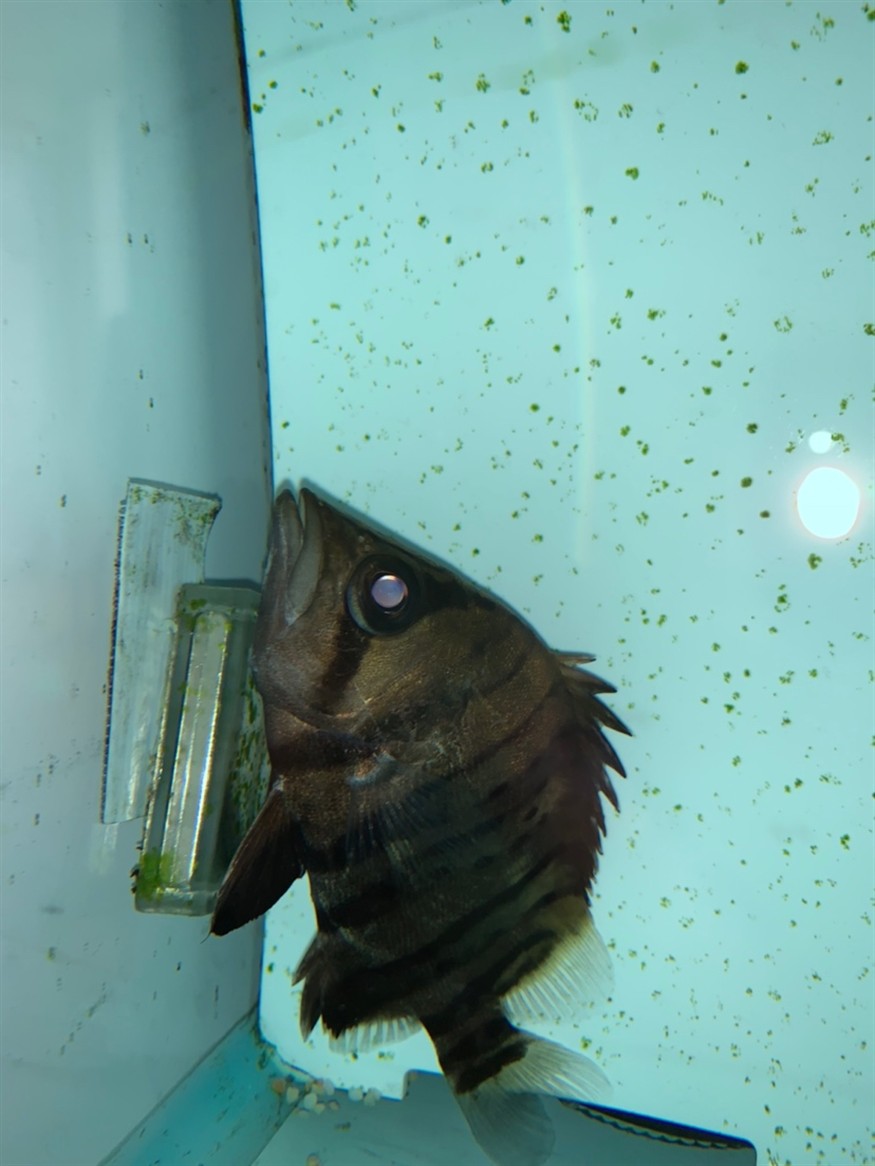 虎魚是怎么了？