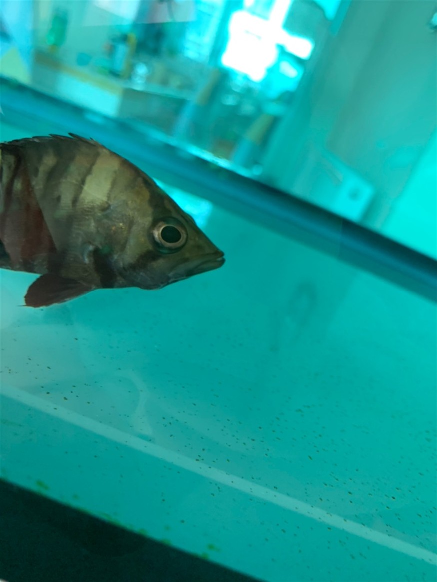 虎魚是怎么了？